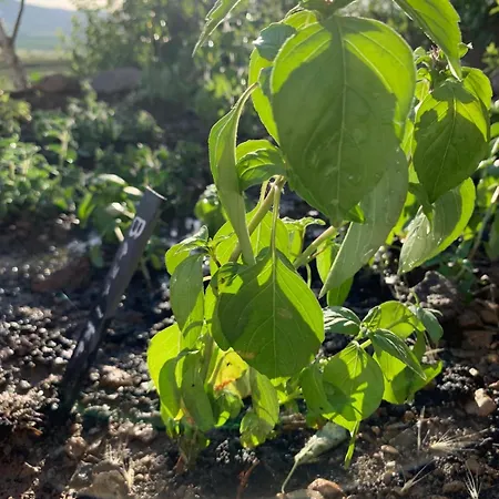 Glamping Domik Tokaj * Mala Trna